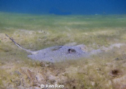 Juvenile Southern Stingray

Little guy chillin'

Shot... by Ron Rico 